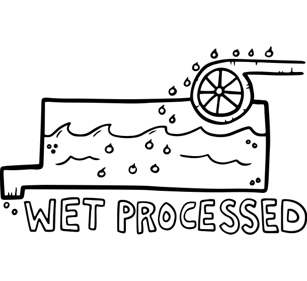 Illustrated diagram of coffee bean wet processing