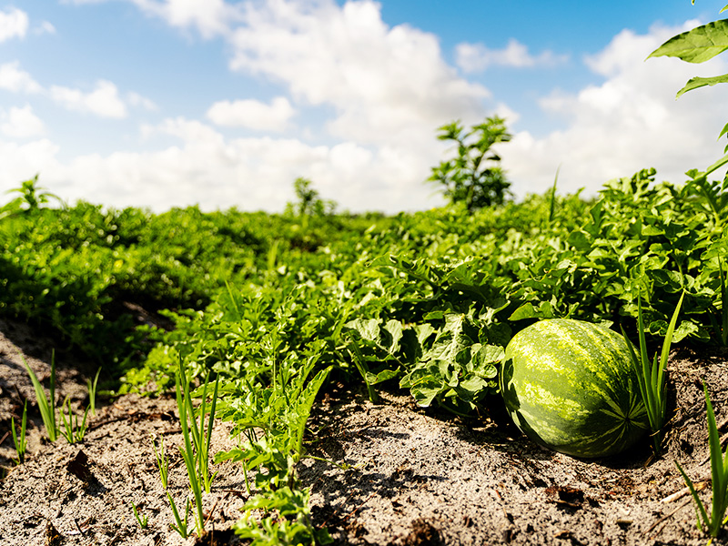 Local farm where First Watch sourced watermelon for their fresh seasonal juice, Watermelon Wake-Up